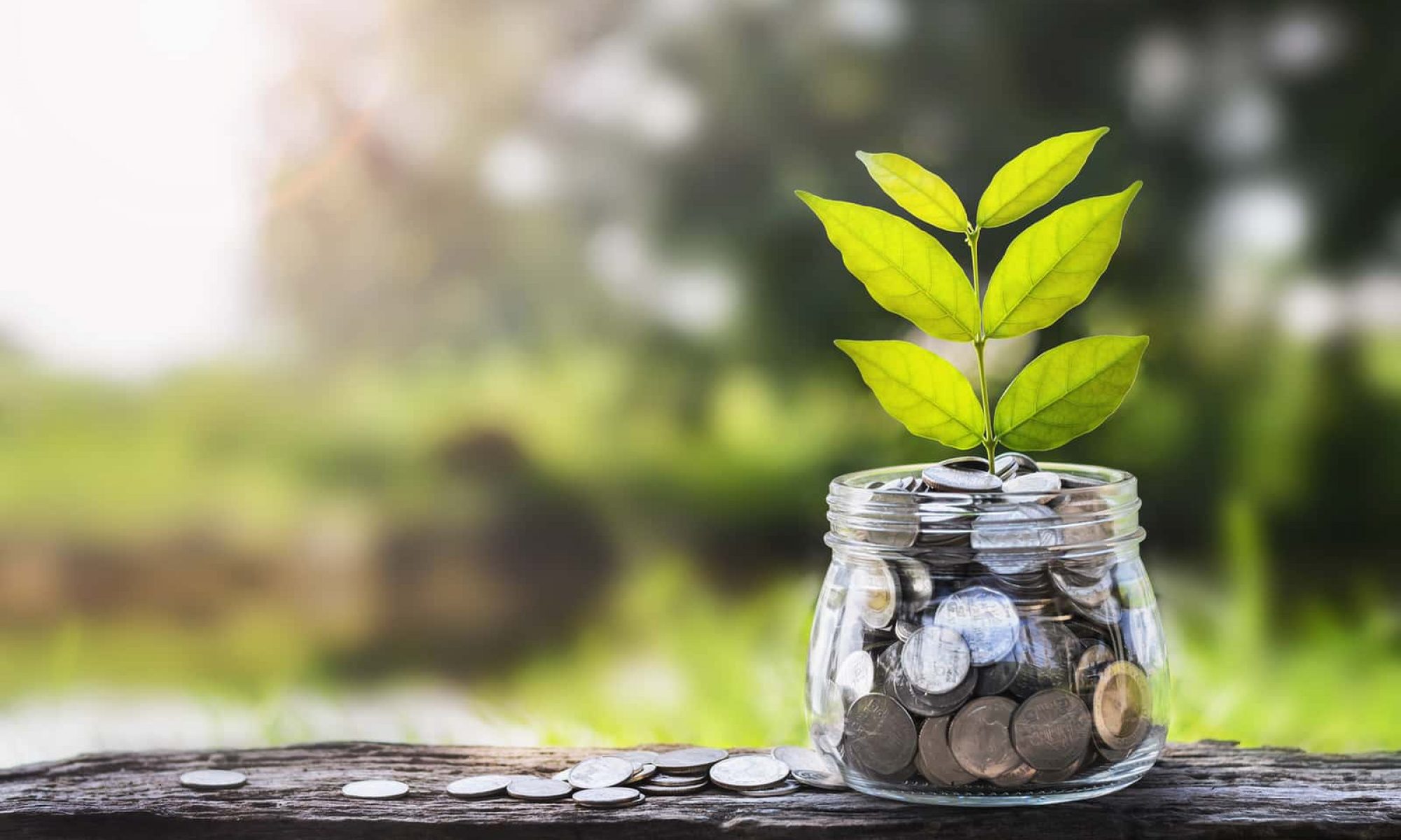 A green seedling growing from a glass jar of coins